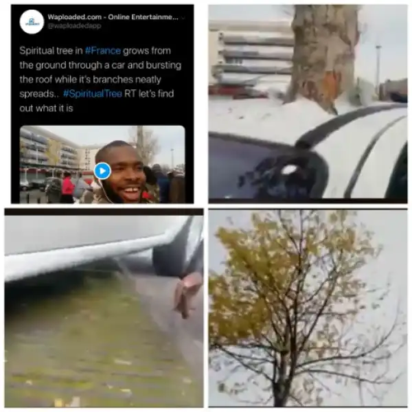In France, a full grown Tree, Grows through a Car Overnight